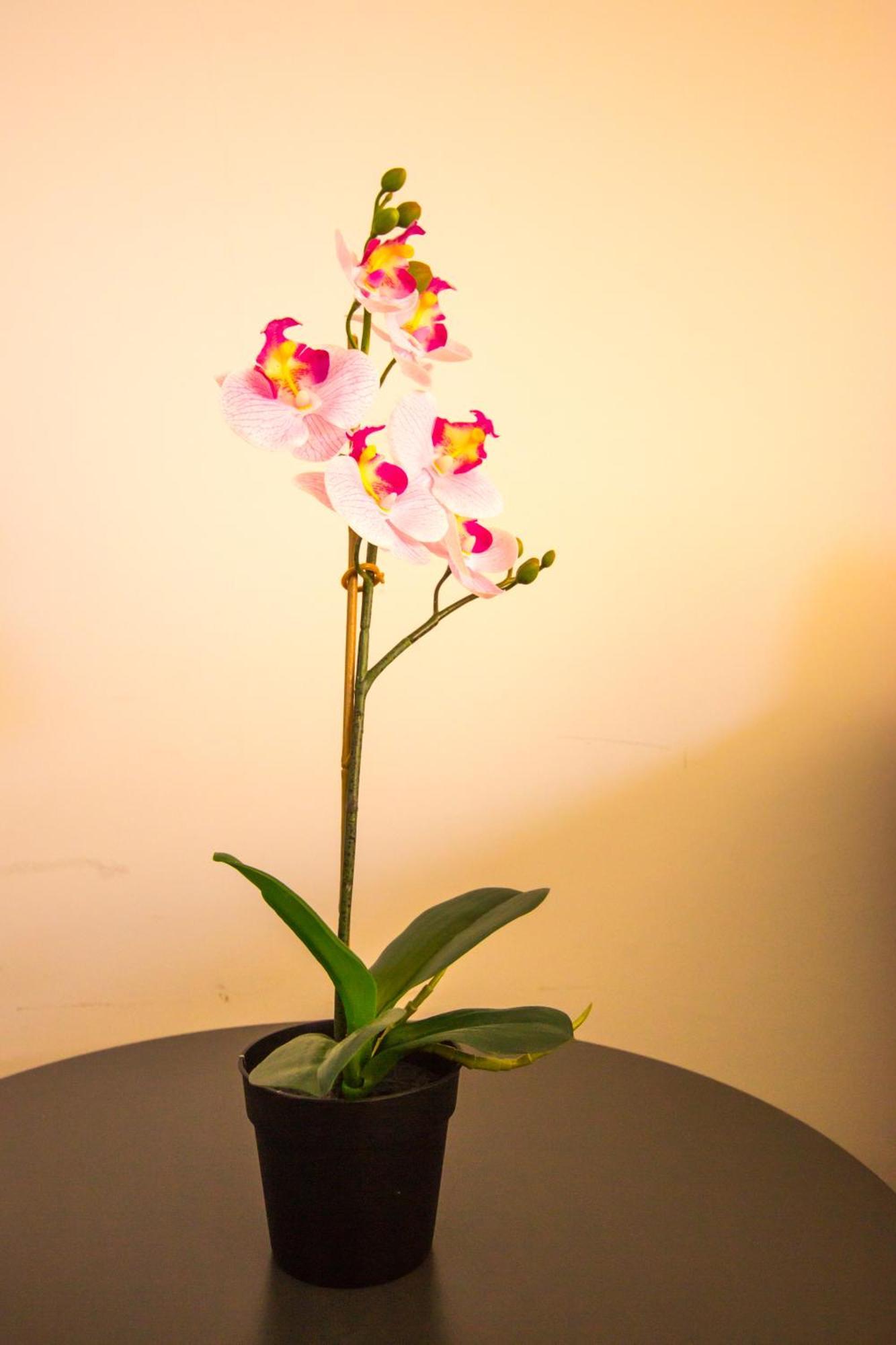 My Erofili Apartment Keramoti  Ngoại thất bức ảnh